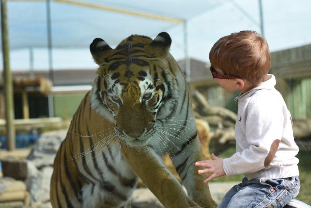 ROMAG GLASS PASSES THE BIG CAT TEST Fenestra Build